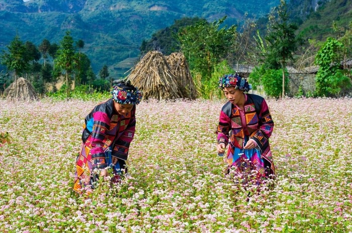 Những sơn nữ bên màu hoa tam giác mạch Hà Giang ngọt ngào