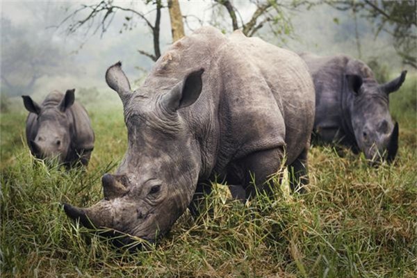 Hình chụp những con tê giác trắng cực kỳ quý hiếm ở Uganda của Stefane Berube  - Ảnh đoạt giải khuyến khích /hạng mục Khoảnh khắc tức thời.