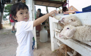 2 trại cừu cực “Tây” ngay giữa Thái Lan
