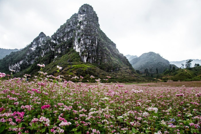 Đến Hà Giang mùa đông ngắm “đá nở hoa” - Ảnh: Anh Dang