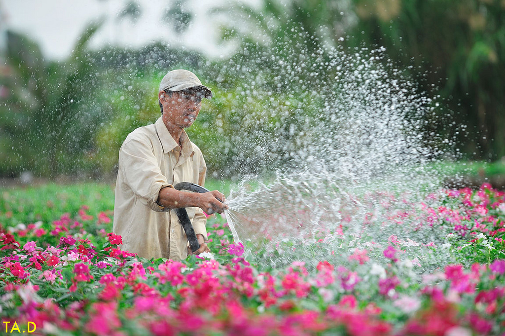 Vẻ đẹp hút hồn ở vườn hoa Tân Quy Đông