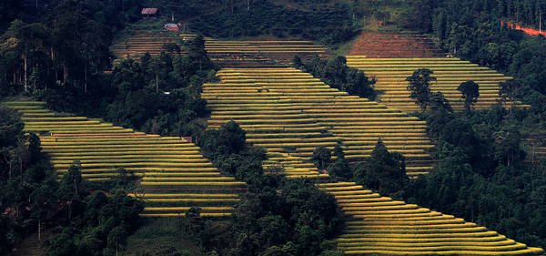 Ruộng bậc thang Hoàng Su Phì, Sín Mần. Ảnh: Le Tho