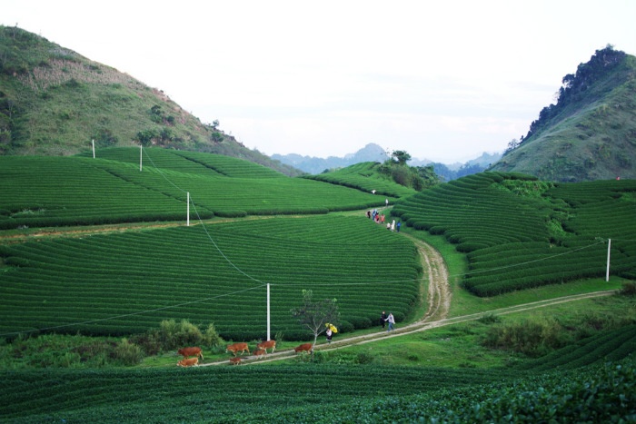 Tháng 11, nông trường chè ở Mộc Châu lại xanh mướt, trải dài như những tấm thảm nhung ôm lấy đồi núi. Thời điểm đẹp nhất để tham quan đồi chè là vào bình minh hoặc hoàng hôn. Chiều xuống, du khách còn có thể bắt gặp người dân tộc đưa đàn bò trở về sau một ngày đi ăn.