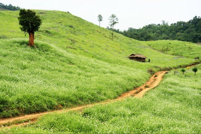 Màu trắng tinh khôi phủ khắp núi đồi Mộc Châu- Ảnh: Minh Nghĩa Bùi