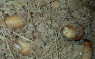 8 món ngon từ đuông dừa miền Tây