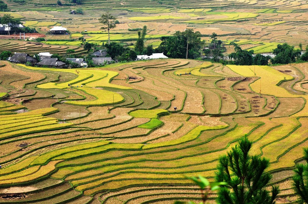 Ruộng bậc thang Tú Lệ