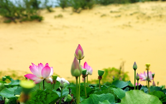 Bàu trắng Phan Thiết mùa hoa sen nở