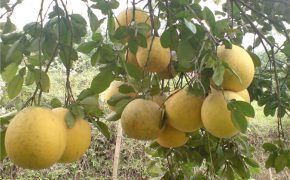 Bưởi Diễn, quả thơm ngày Tết