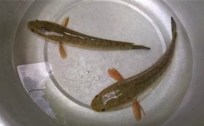 Cá lóc nướng ống tre, món ngon gợi nỗi nhớ Nha Trang