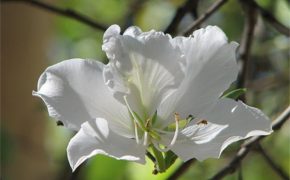 Các hoạt động đặc sắc  ở lễ hội hoa Ban