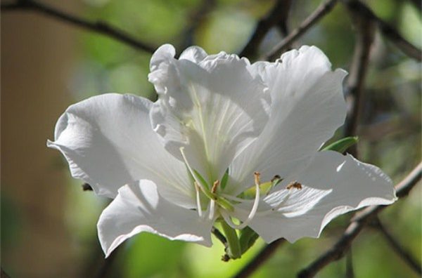 Các hoạt động đặc sắc  ở lễ hội hoa Ban