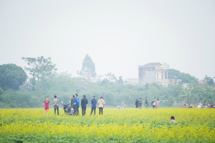 Những ngày này, về xã Hồng Lý bạn sẽ bị ấn tượng ngay bởi một màu vàng tươi của cánh đồng hoa cải trải dài bạt ngàn, ngút mắt. 