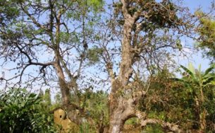 Cây lộc vừng 300 năm tuổi “độc” nhất đất miền Tây