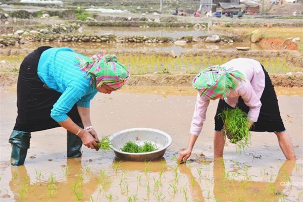 Đẹp kỳ vĩ ruộng bậc thang Tú Lệ, Cao Phạ mùa nước đổ sớm - ảnh 8