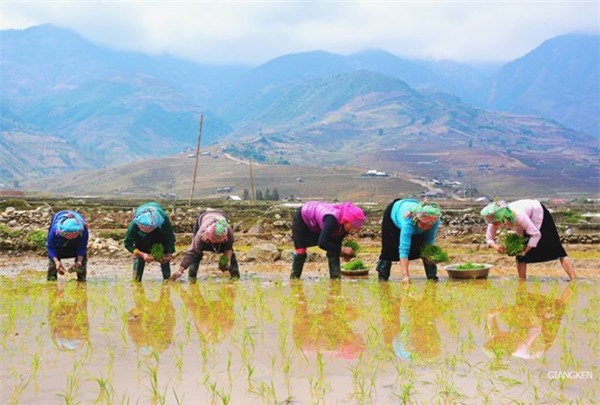 Đẹp kỳ vĩ ruộng bậc thang Tú Lệ, Cao Phạ mùa nước đổ sớm - ảnh 9