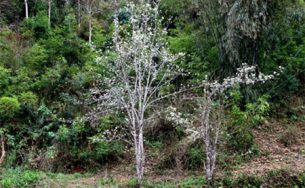 Đẹp ngỡ ngàng màu trắng hoa lê trên vùng cao Tây Bắc