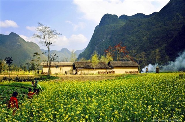 Đồng cải vàng Hà Giang làm say lòng biết bao du khách! 