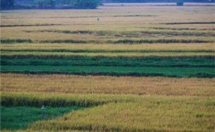 Du lịch Phú Yên ngắm cảnh đồng quê mộc mạc và bình dị