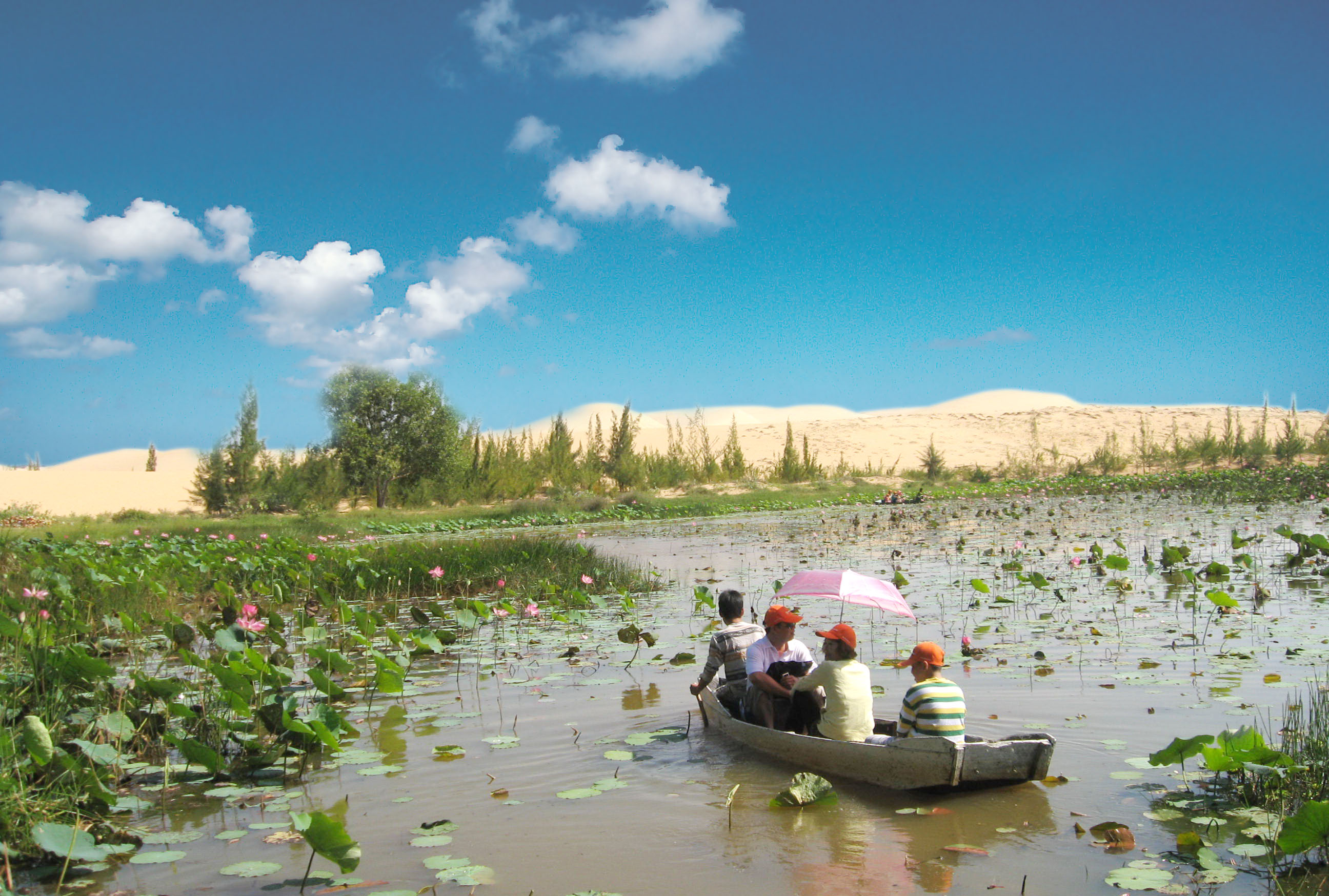 Bàu trắng Phan Thiết mùa hoa sen nở