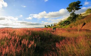 Đồi cỏ hồng đẹp như tranh ở Đà Lạt bạn nhất định phải đến một lần trong đời