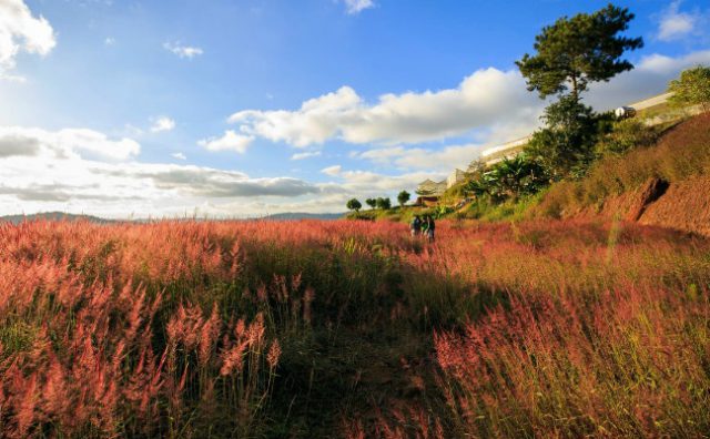 Đồi cỏ hồng đẹp như tranh ở Đà Lạt bạn nhất định phải đến một lần trong đời
