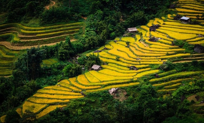 Màu lúa chín phủ trên các ruộng bậc thang Hà Giang