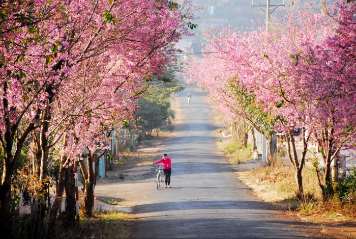 Đà Lạt mùa xuân đẹp như mơ