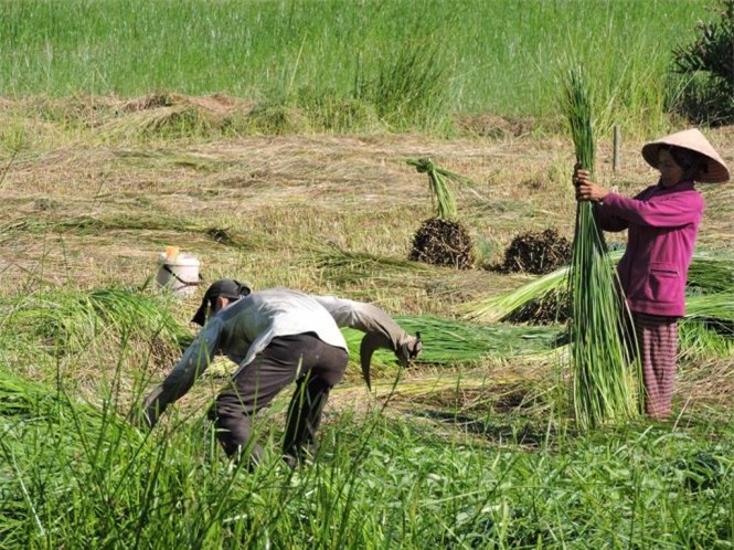 làng chiếu Bàn Thạch, Quảng Nam, du lịch Quảng Nam, Duy Xuyên