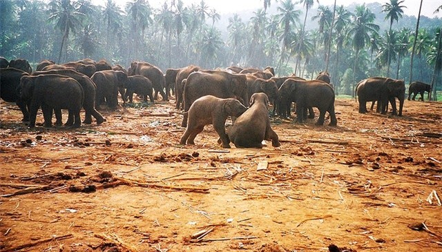 du lịch Sri Lanka, biển Tangalle, Nuwara Eliya, Adam’s Peak, Sigiriya