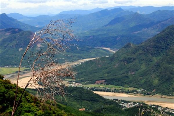 Có nhiều “kỳ hoa dị thảo” nhưng lạ nhất vẫn là loài hoa đỏ rực một mảng rừng với nụ, cánh, đài và nhụy giống phượng vĩ, lá giống móng bò và mọc thành bụi cao ngang người mà người dân ở đây gọi là hoa máu rừng.