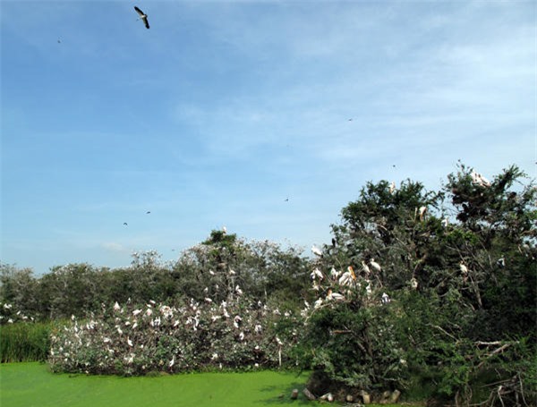 Sân chim Ngọc Hiển