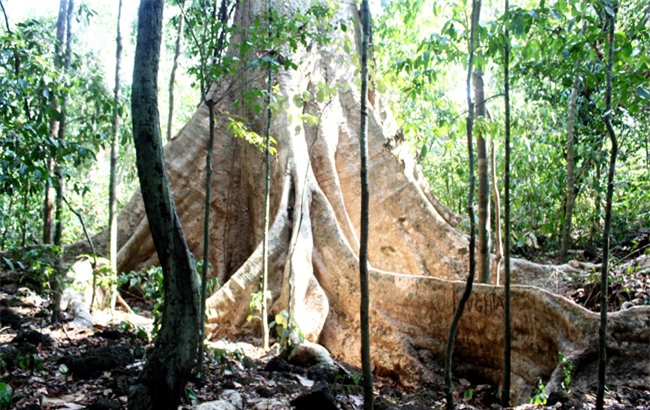 Vườn quốc gia Cát Tiên