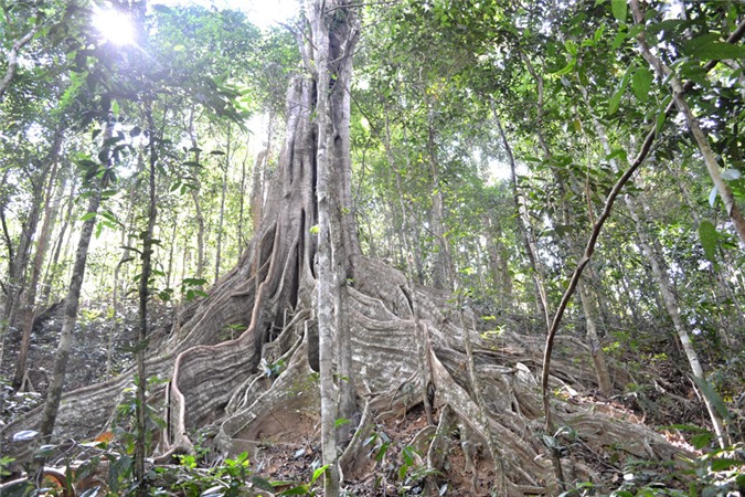 Vườn quốc gia Kon Ka Kinh