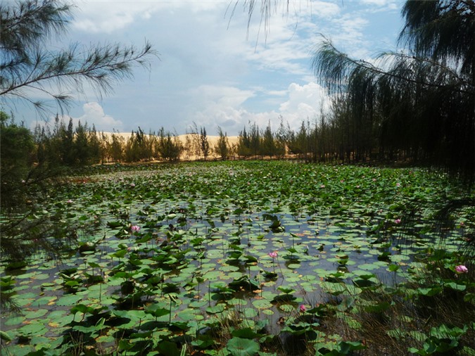 Bàu Trắng mùa sen nở