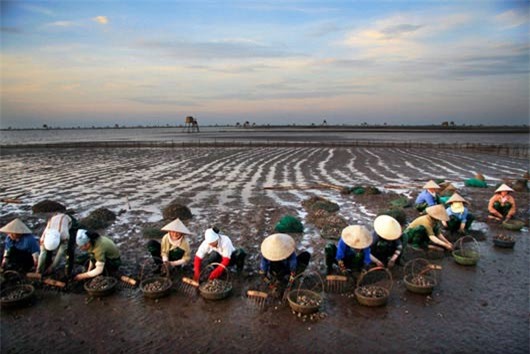 Người dân Đồng Minh đang cào vạng