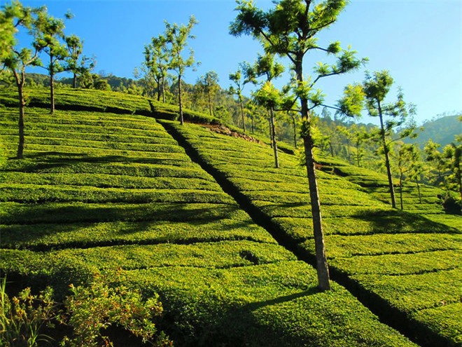 Đồi chè Tân Cương