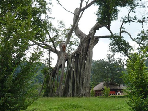 Cụm di tích Tân Trào