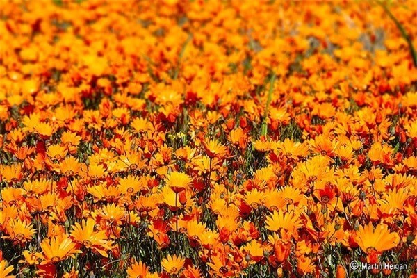 Thiên đường hoa cúc ở Namaqualand 