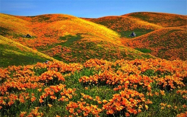 Thiên đường hoa poppy ở California