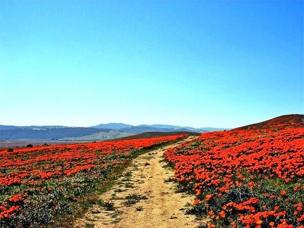 Thiên đường hoa poppy ở California