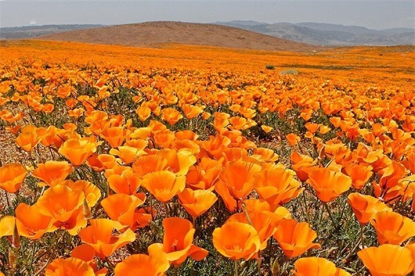 Thiên đường hoa poppy ở California