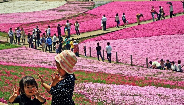 Thiên đường hoa chi anh ở Nhật Bản