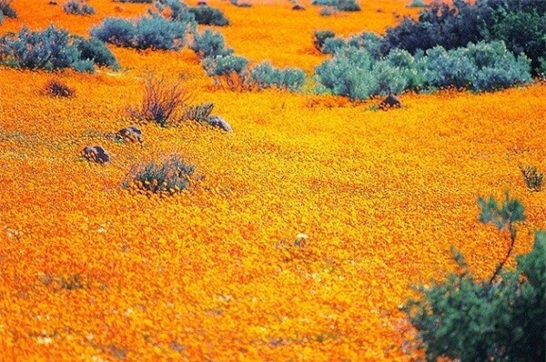 Thiên đường hoa cúc ở Namaqualand 