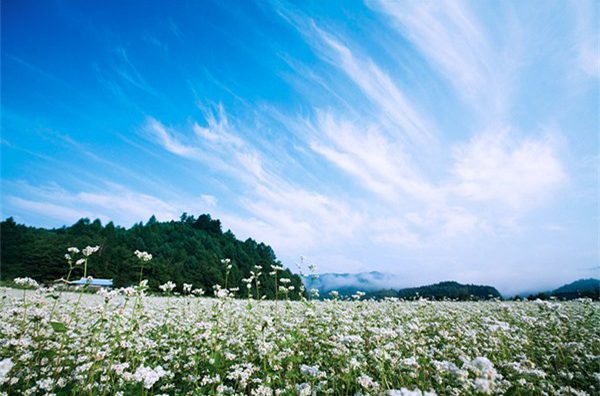 Lễ hội hoa tam giác mạch ở Hàn Quốc