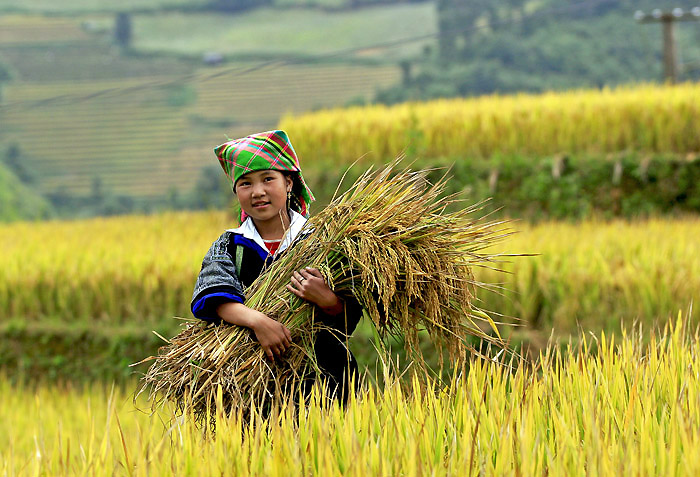 Tú Lệ mùa lúa chín