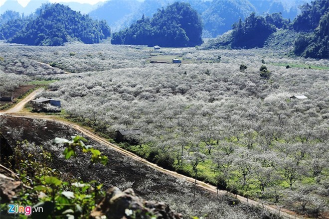 Mộc Châu đẹp như tranh những ngày giáp Tết