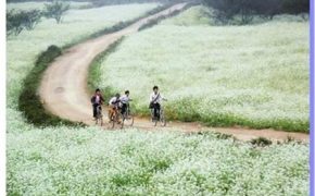 Mốt du lịch ăn theo mùa hoa