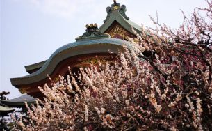 Mùa hoa mận bừng nở ở Nhật Bản