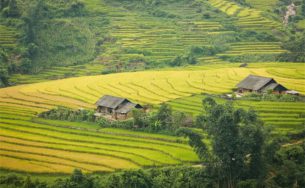 Ngải Thầu mùa lúa chín