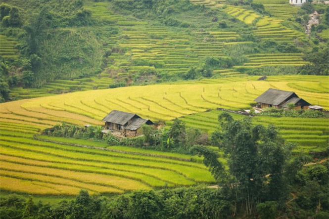 Ngải Thầu, mùa lúa chín, huyện Bát Xát, Lào Cai